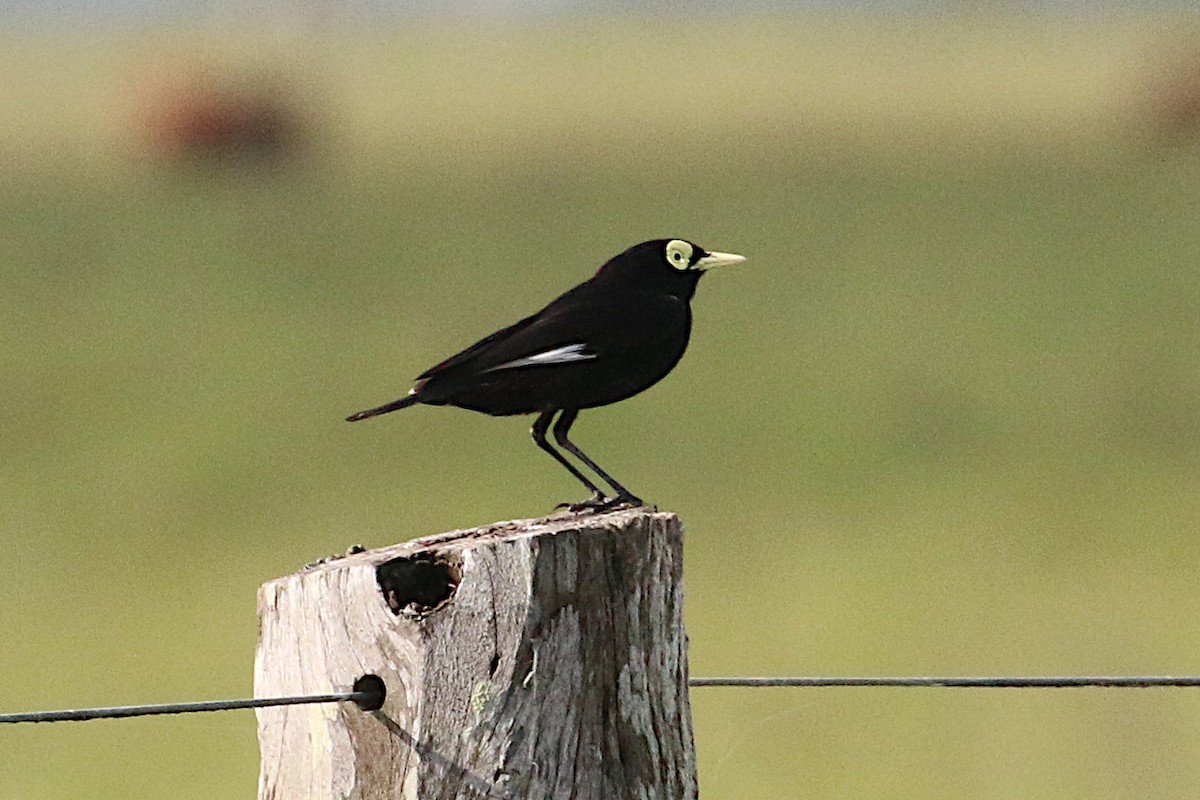 Spectacled Tyrant - Leith Woodall