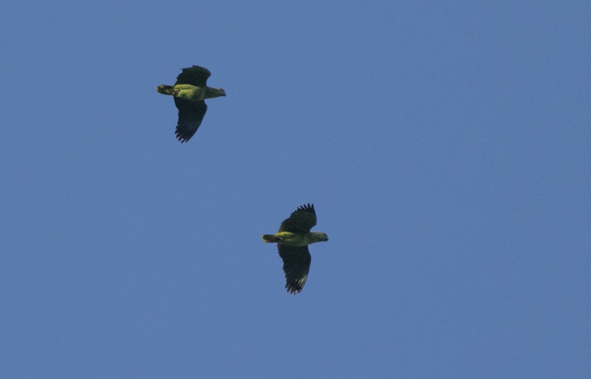 Scaly-naped Parrot - Joachim Bertrands | Ornis Birding Expeditions