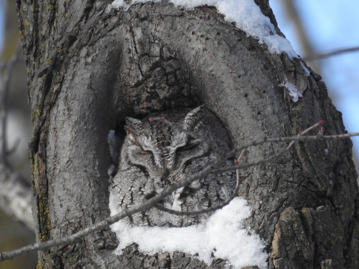 Eastern Screech-Owl - Jack Coulter