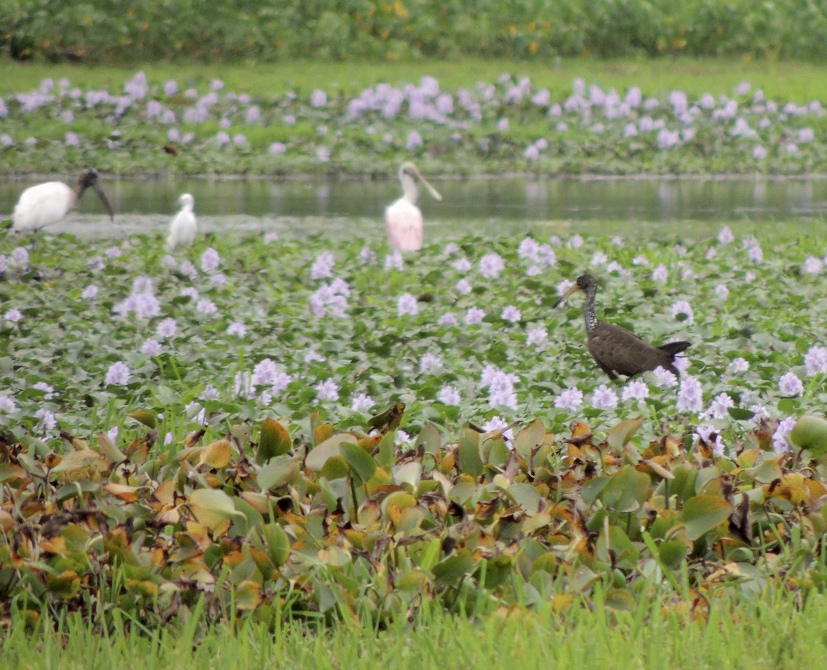 Limpkin - Antonio Llópez Moreno