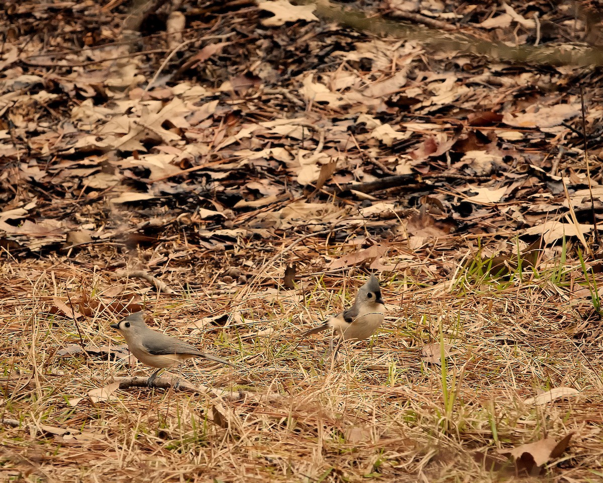 Tufted Titmouse - ML200353931