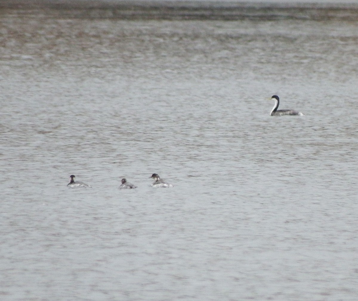 Eared Grebe - ML200354151