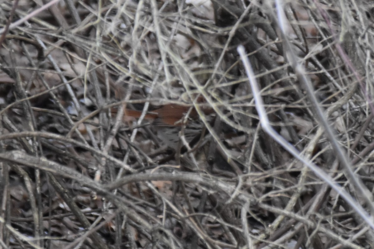 Brown Thrasher - ML200355151