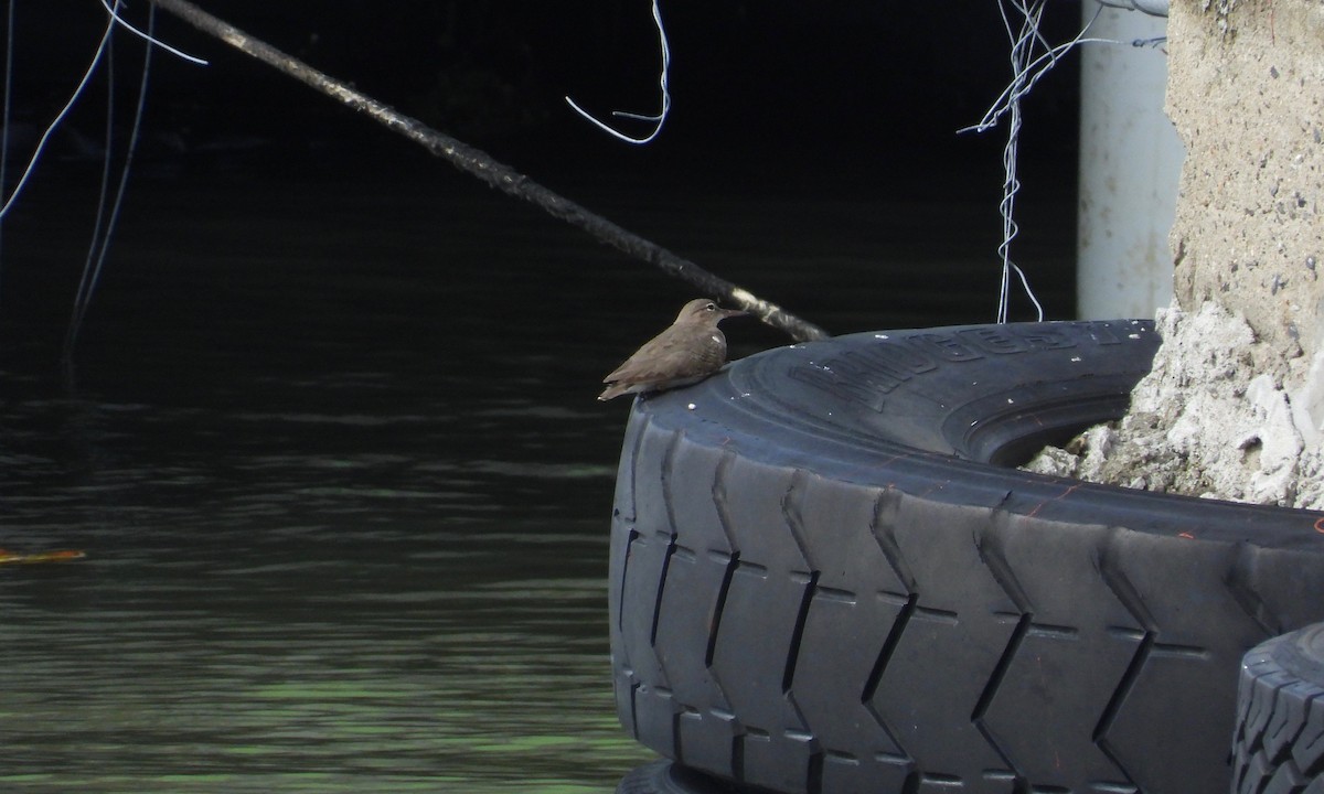 Chevalier grivelé - ML200355931