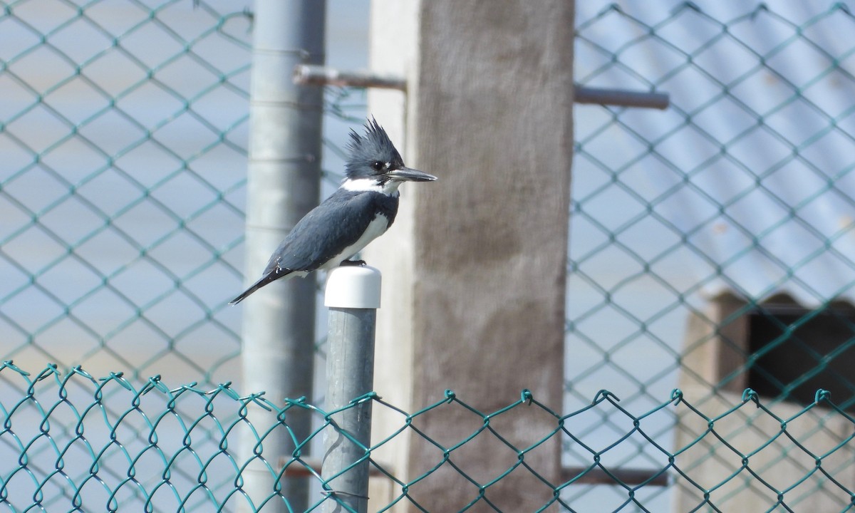 Martin-pêcheur d'Amérique - ML200356111