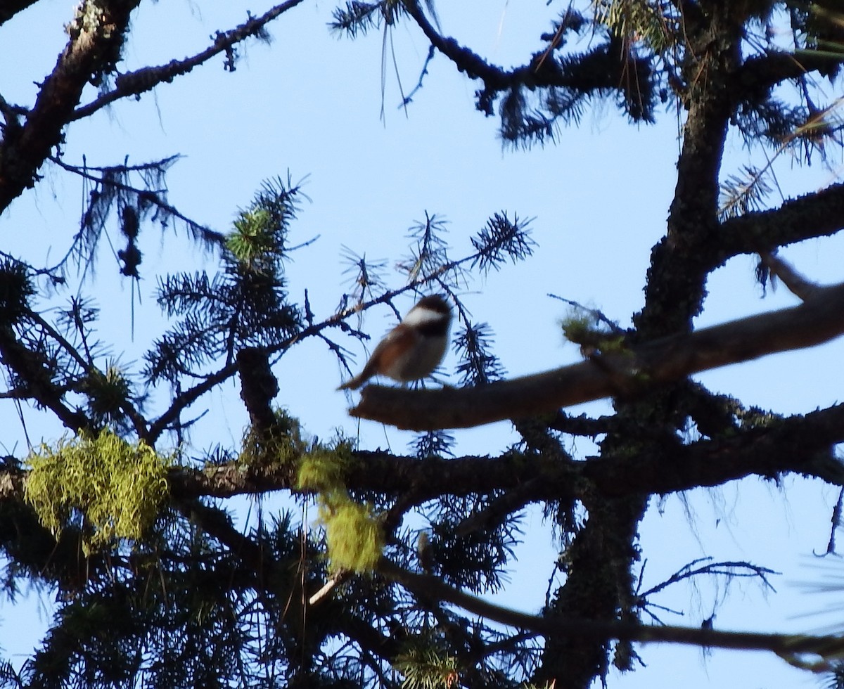 Chestnut-backed Chickadee - Nicholas Sly