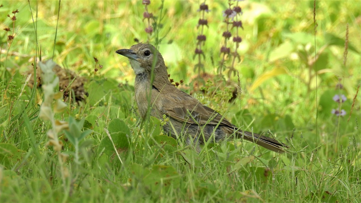 White-throated Cacholote - ML200357721