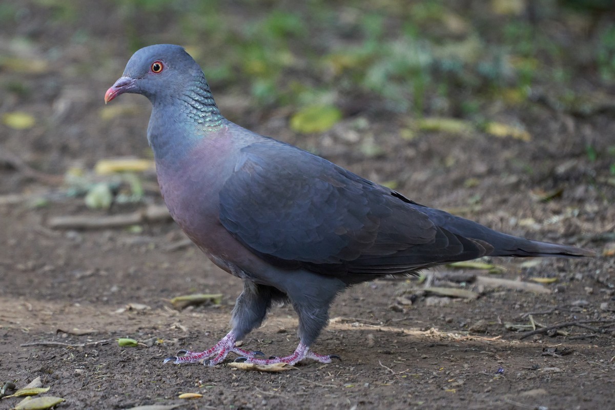 Bolle's Pigeon - Miguel Rouco