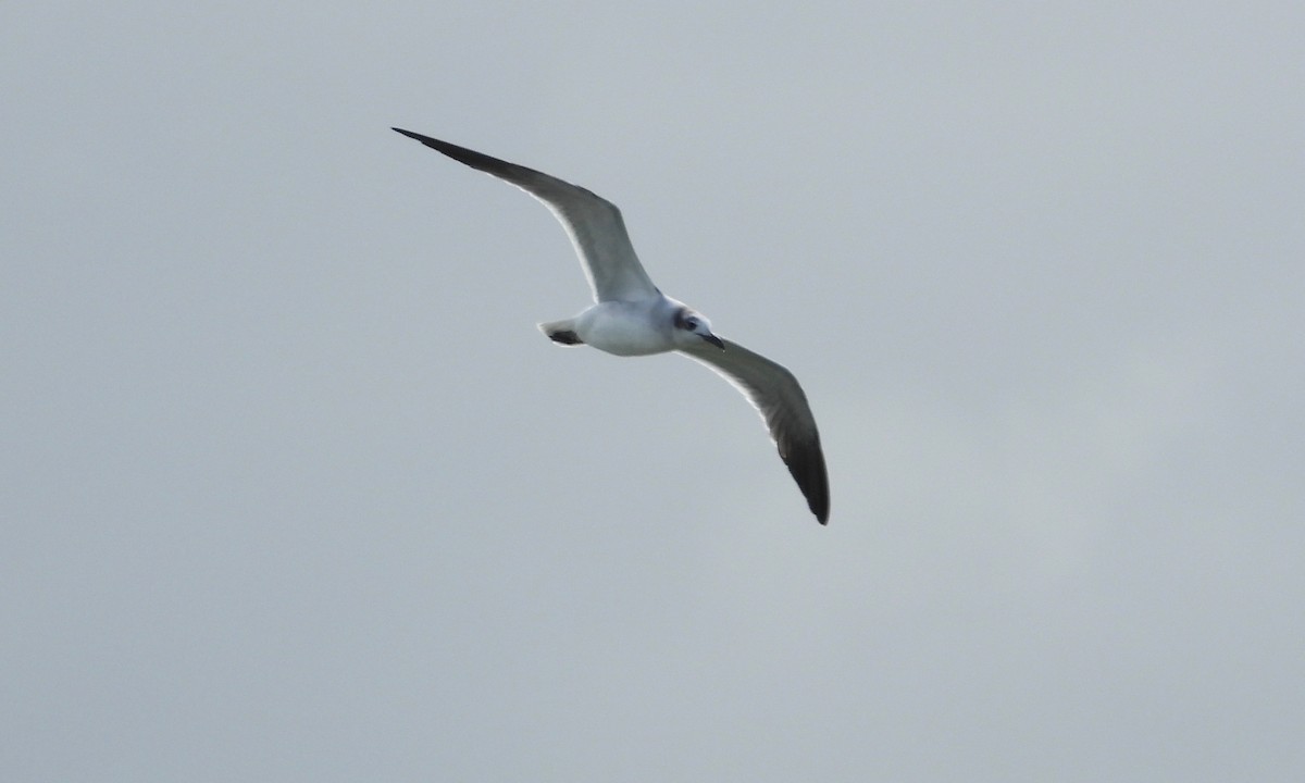 Mouette atricille - ML200358131
