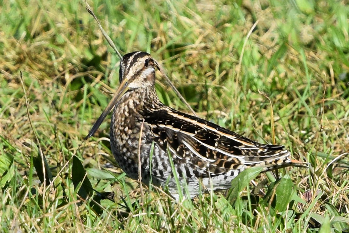 Wilson's Snipe - ML200358331