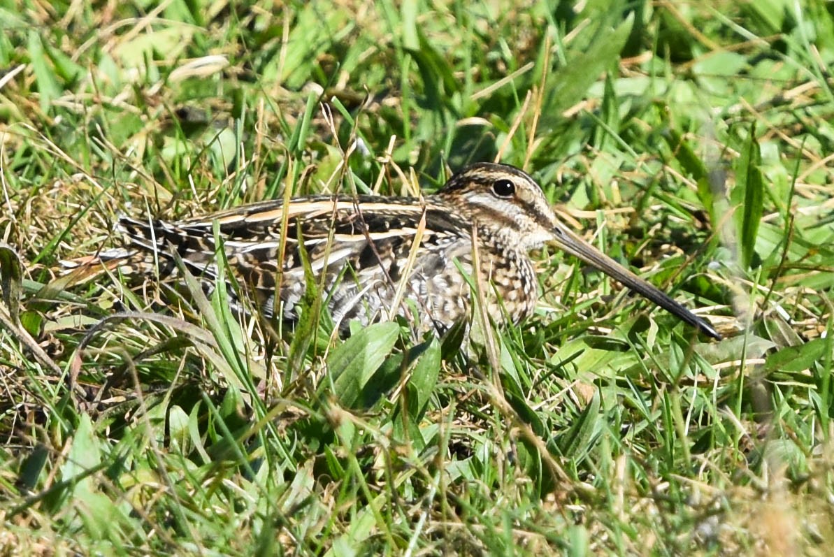 Wilson's Snipe - ML200358371