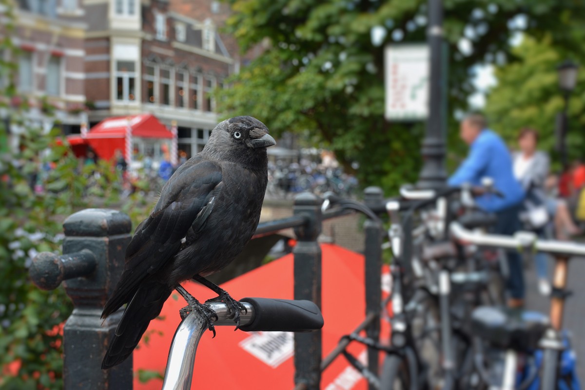 Eurasian Jackdaw - ML200360011