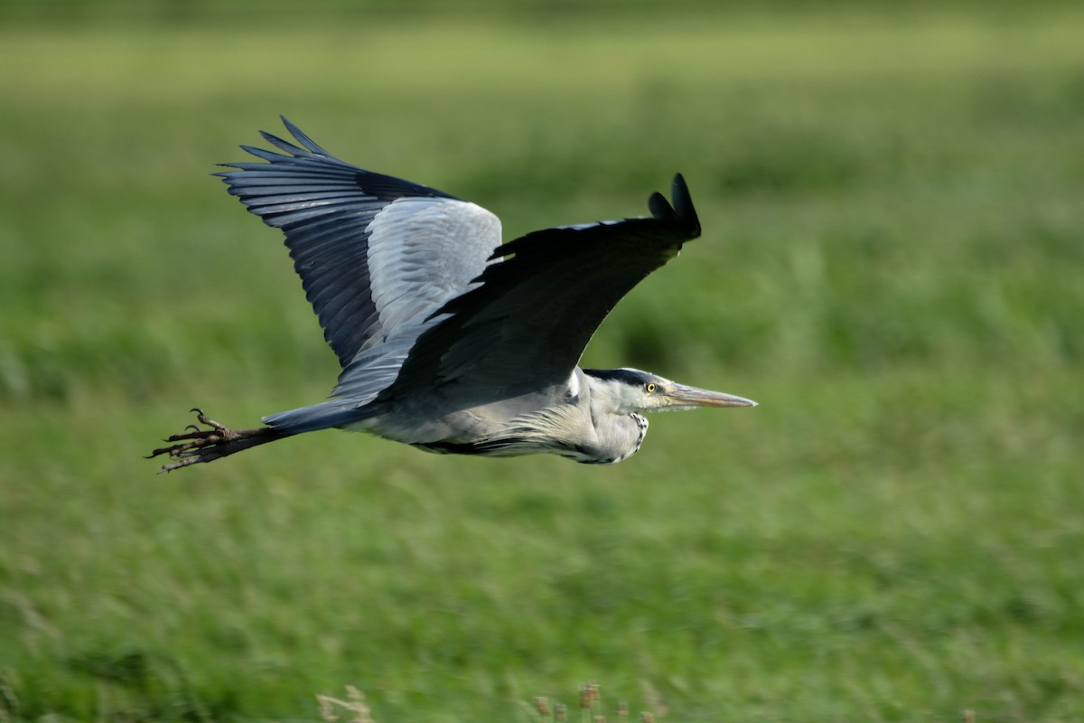 Graureiher - ML200360421