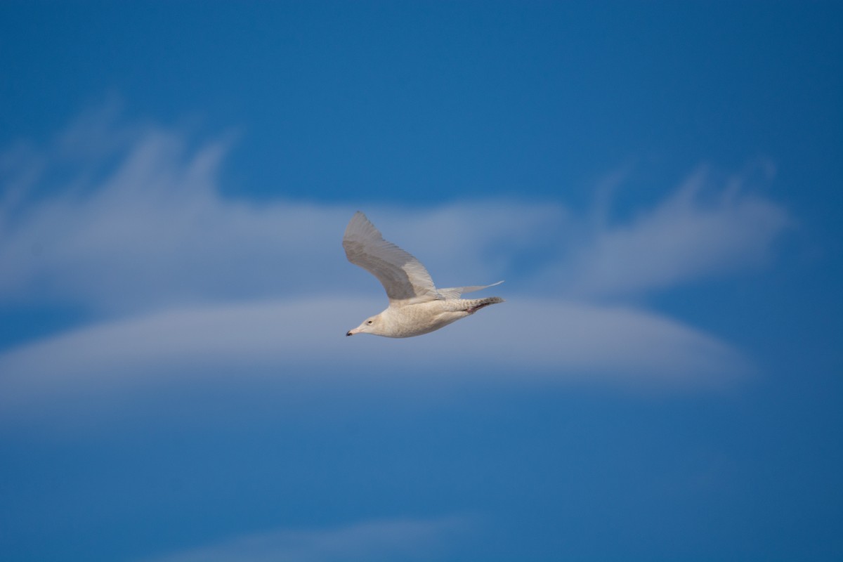 Glaucous Gull - Sebastian Jones