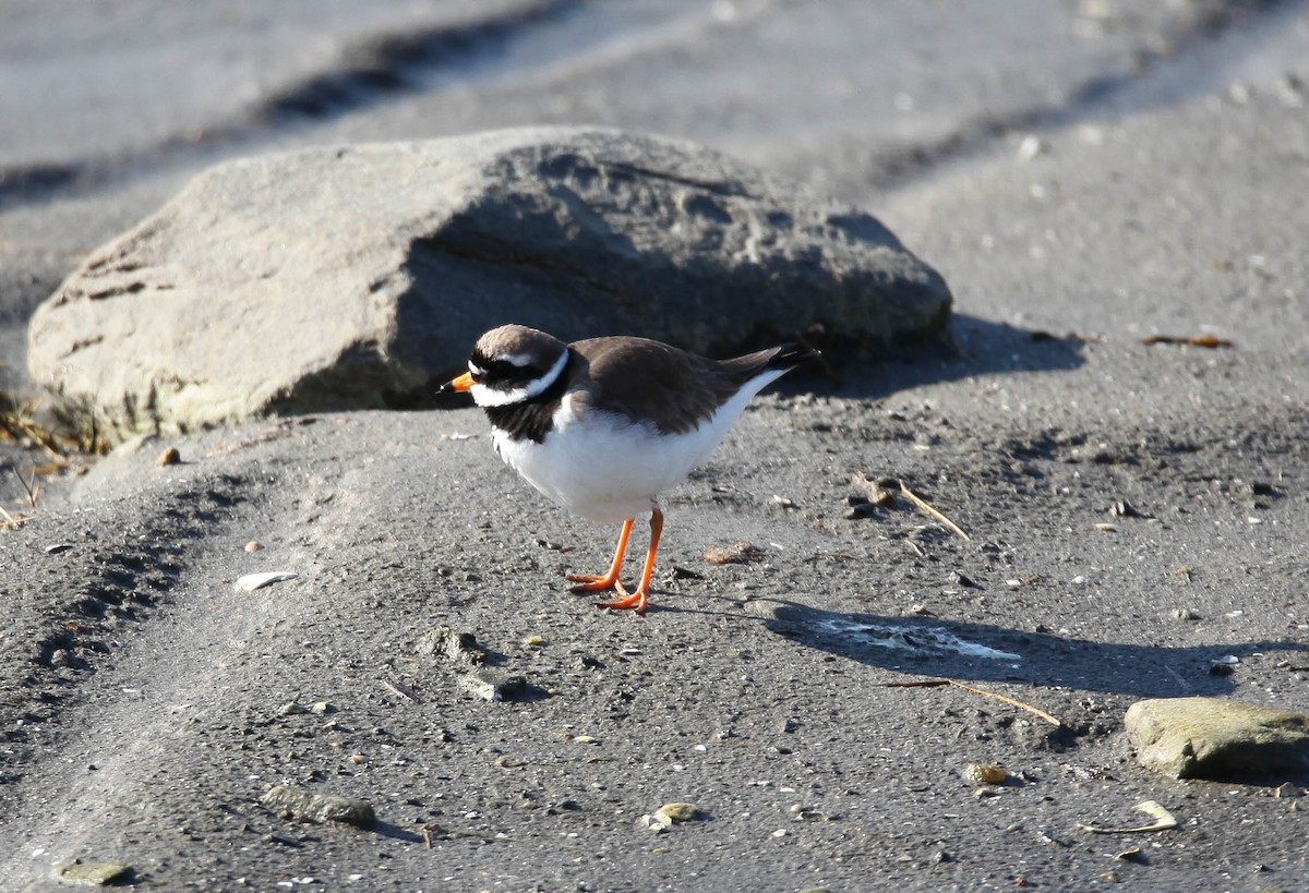 Common Ringed Plover - ML200361341
