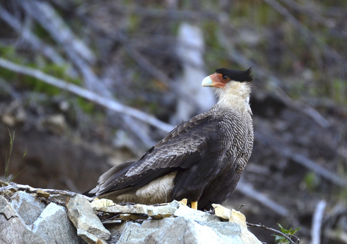 Crested Caracara (Southern) - Andrew Mack