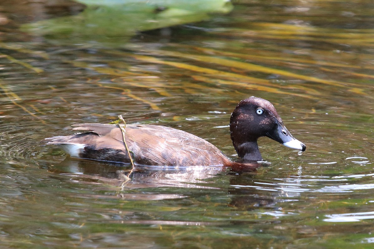 Hardhead - Mike Farnworth