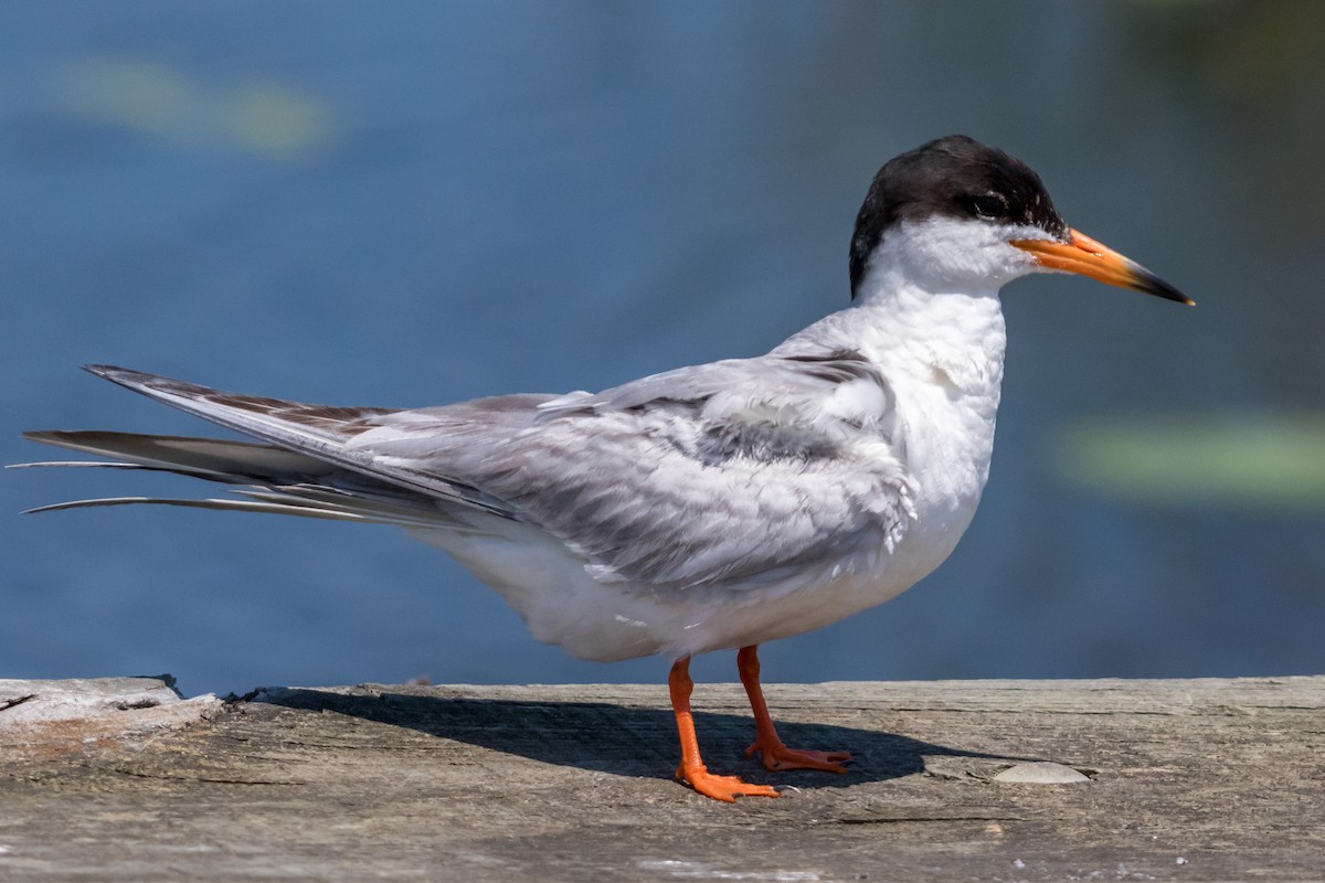 Forster's Tern - ML200367731