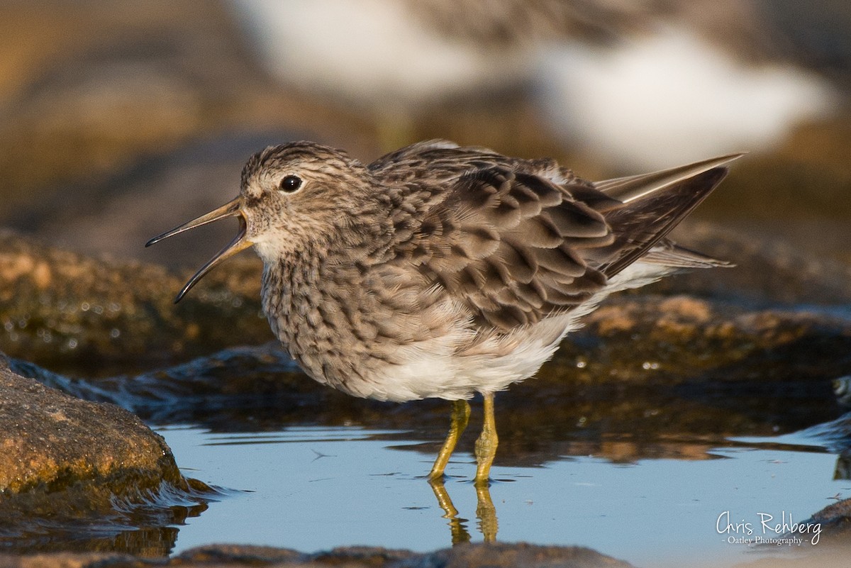 Pectoral Sandpiper - ML200368561