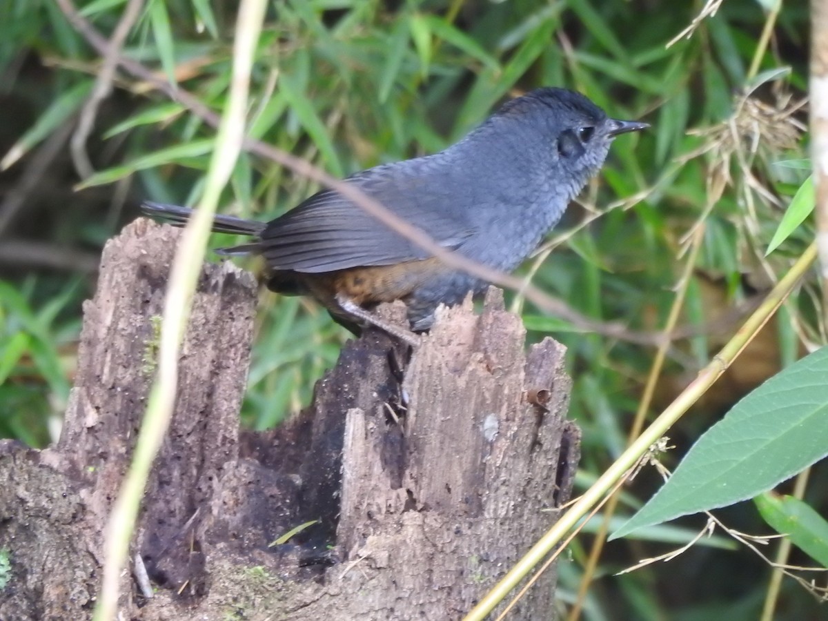 Caracas Tapaculo - Daniel Alberto Van Der Beist Macupido