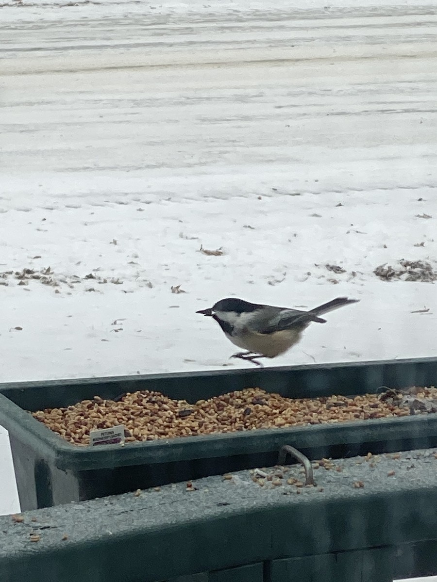 Black-capped Chickadee - ML200369321