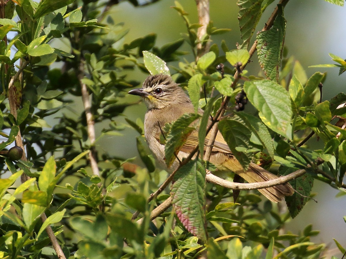 White-browed Bulbul - ML200370041