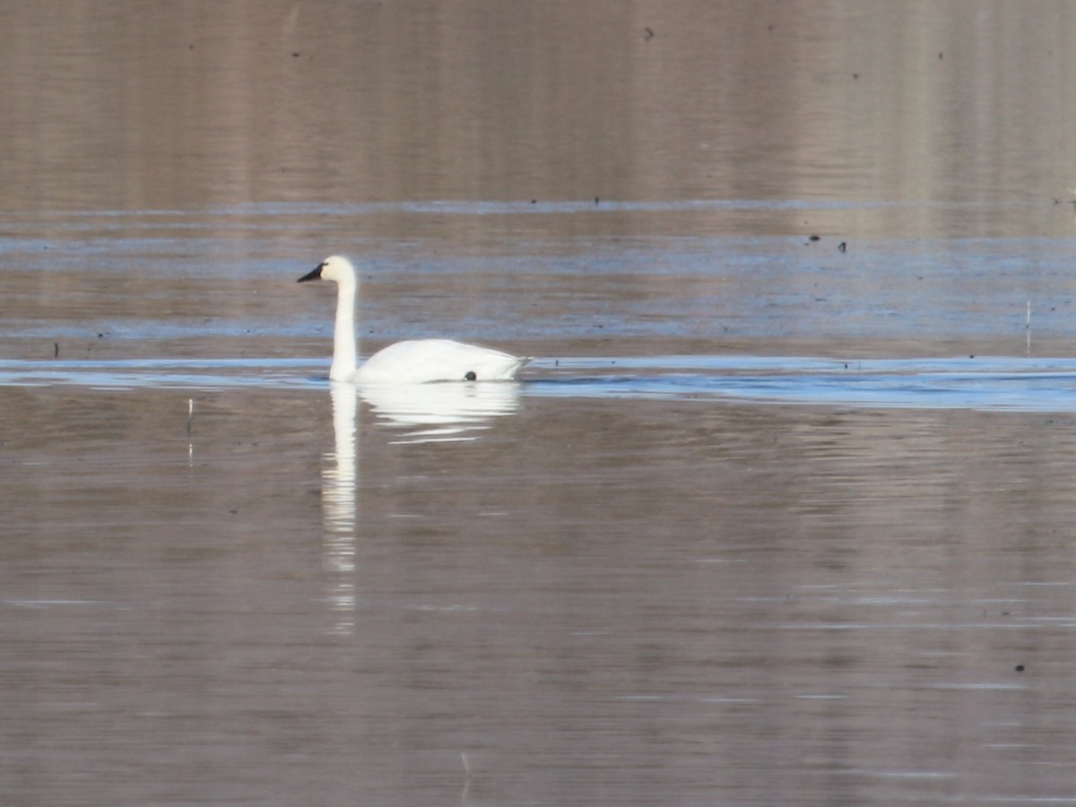 Tundra Swan - ML200370401