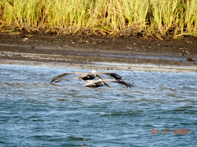 Brown Pelican - Dorothy Dunlap