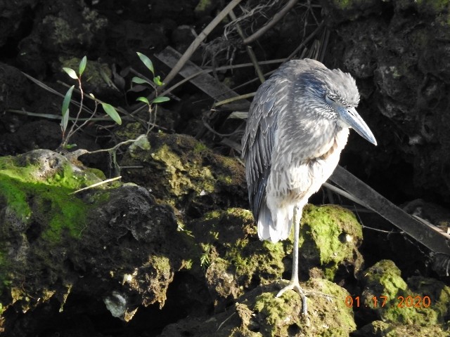 Yellow-crowned Night Heron - Dorothy Dunlap