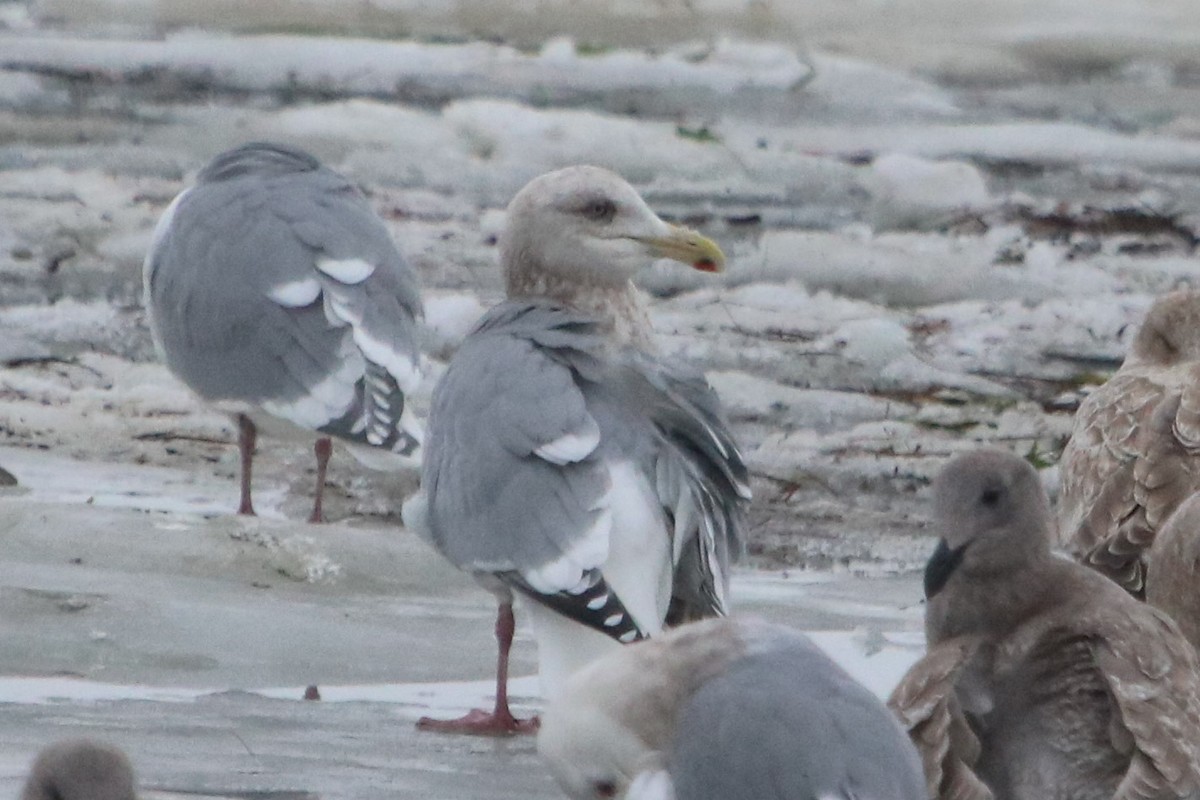 Herring Gull (American) - Isaiah Nugent