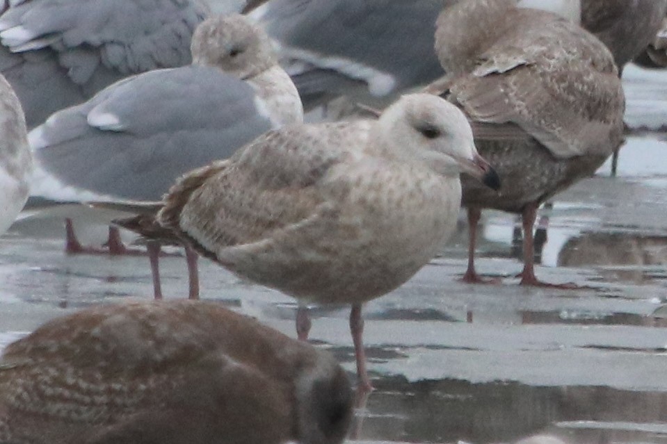 Gaviota Argéntea (americana) - ML200373191