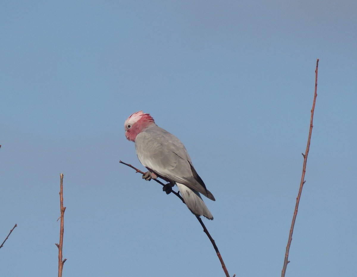 Galah - ML200377251