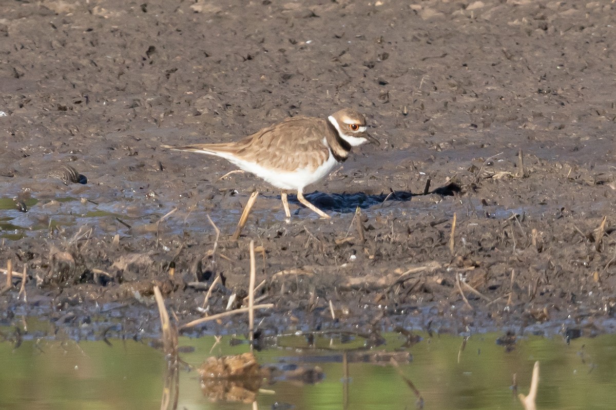 Killdeer - Rafael Rodríguez Brito