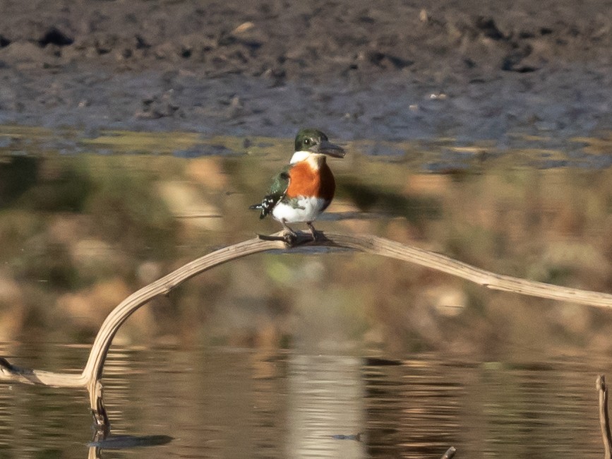 Green Kingfisher - ML200378881