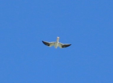 White-tailed Kite - ML200379151
