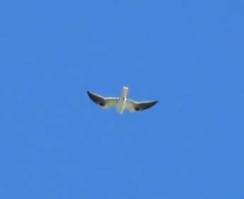 White-tailed Kite - ML200379161