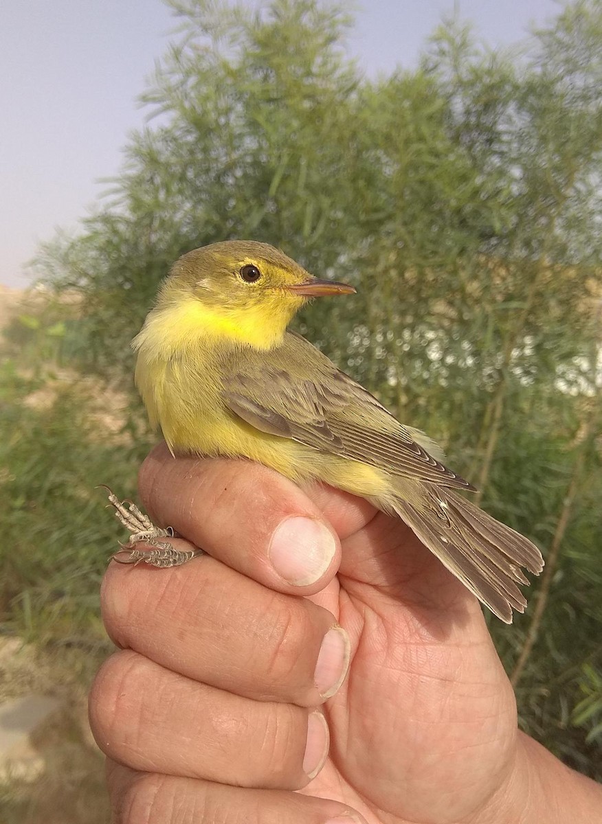 Icterine Warbler - Itamar Donitza