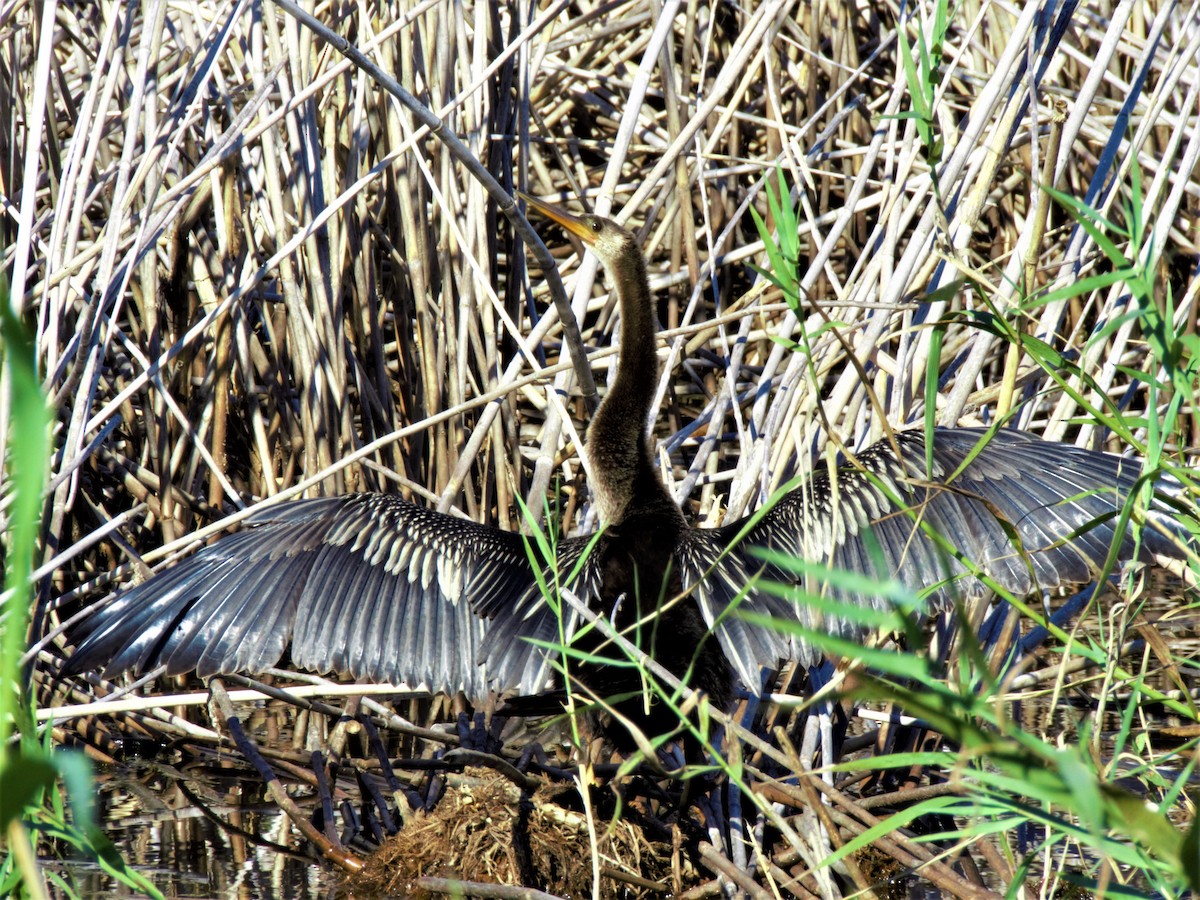 anhinga americká - ML200382581