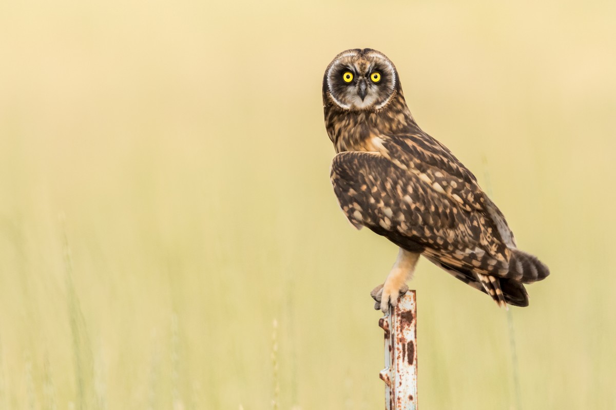 Short-eared Owl - ML200383181