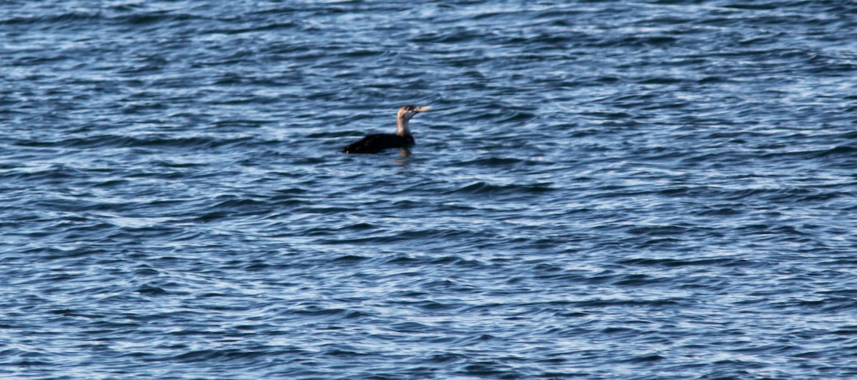 Yellow-billed Loon - ML200383741