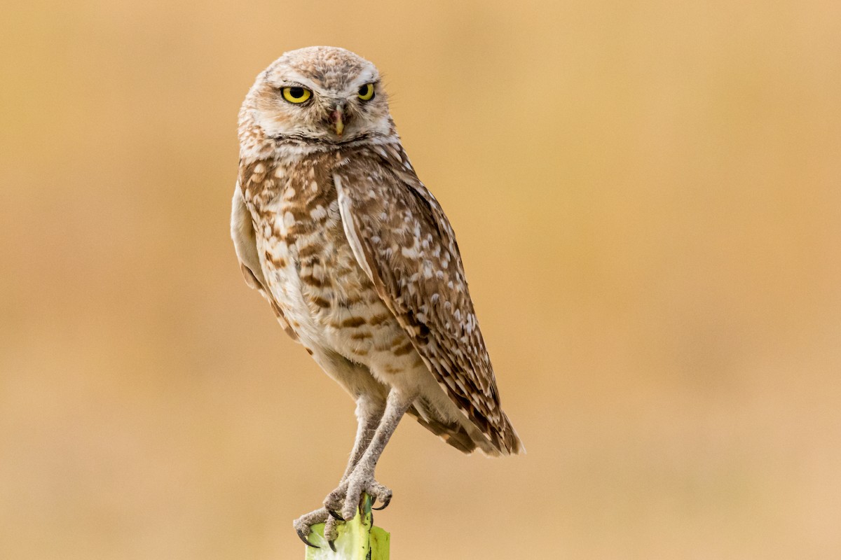 Burrowing Owl - ML200383951