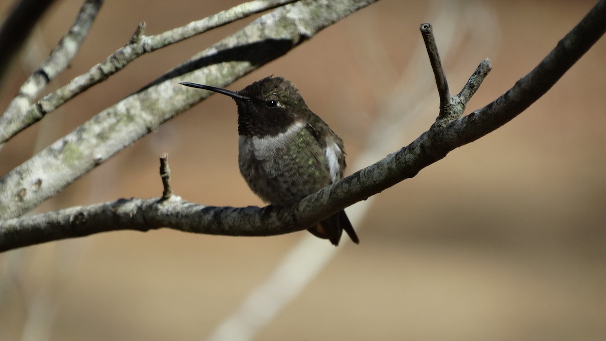 Black-chinned Hummingbird - Hilda Flamholtz