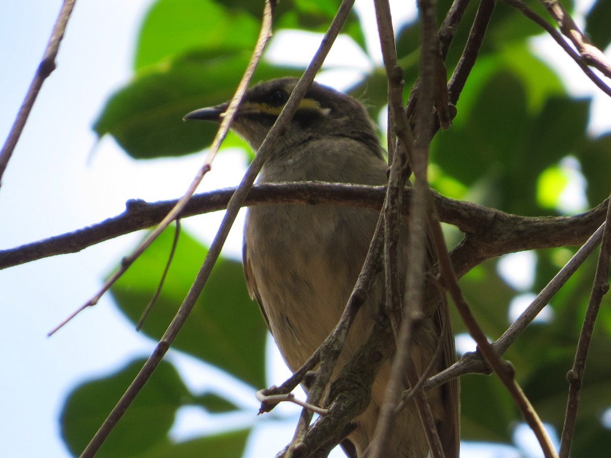 Yellow-faced Honeyeater - ML200384191