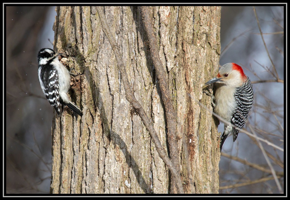 Red-bellied Woodpecker - Bonnie Graham