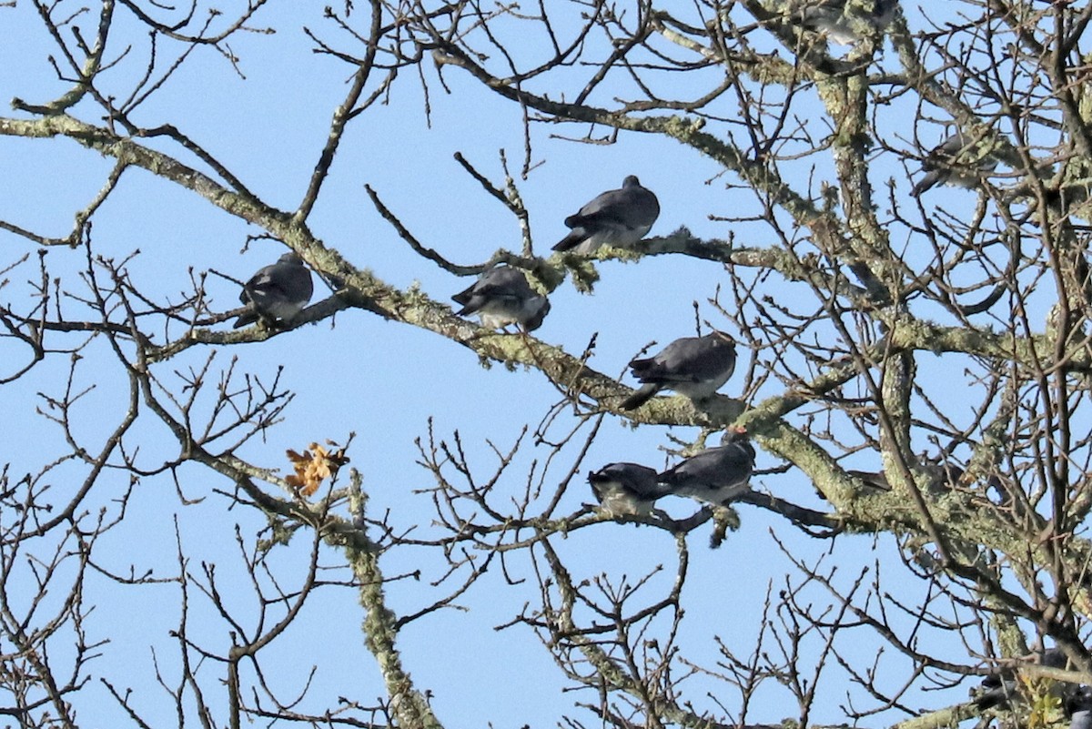 Common Wood-Pigeon - ML200386171