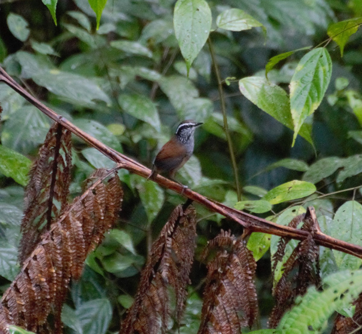 Gray-breasted Wood-Wren - ML200386761