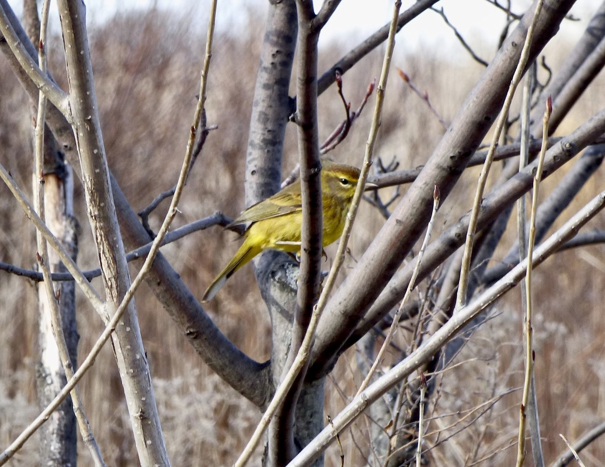 Palmiye Ötleğeni - ML200387801