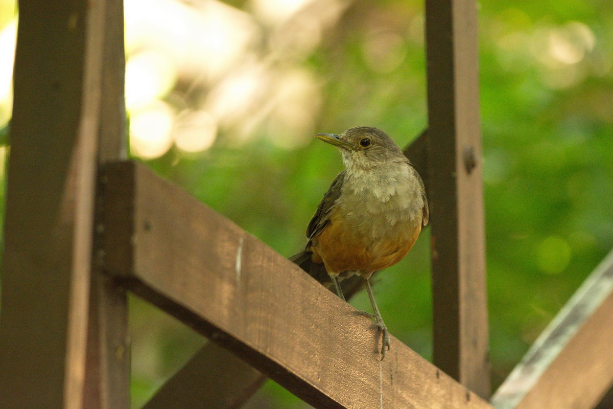 Rufous-bellied Thrush - Leonel Melvern