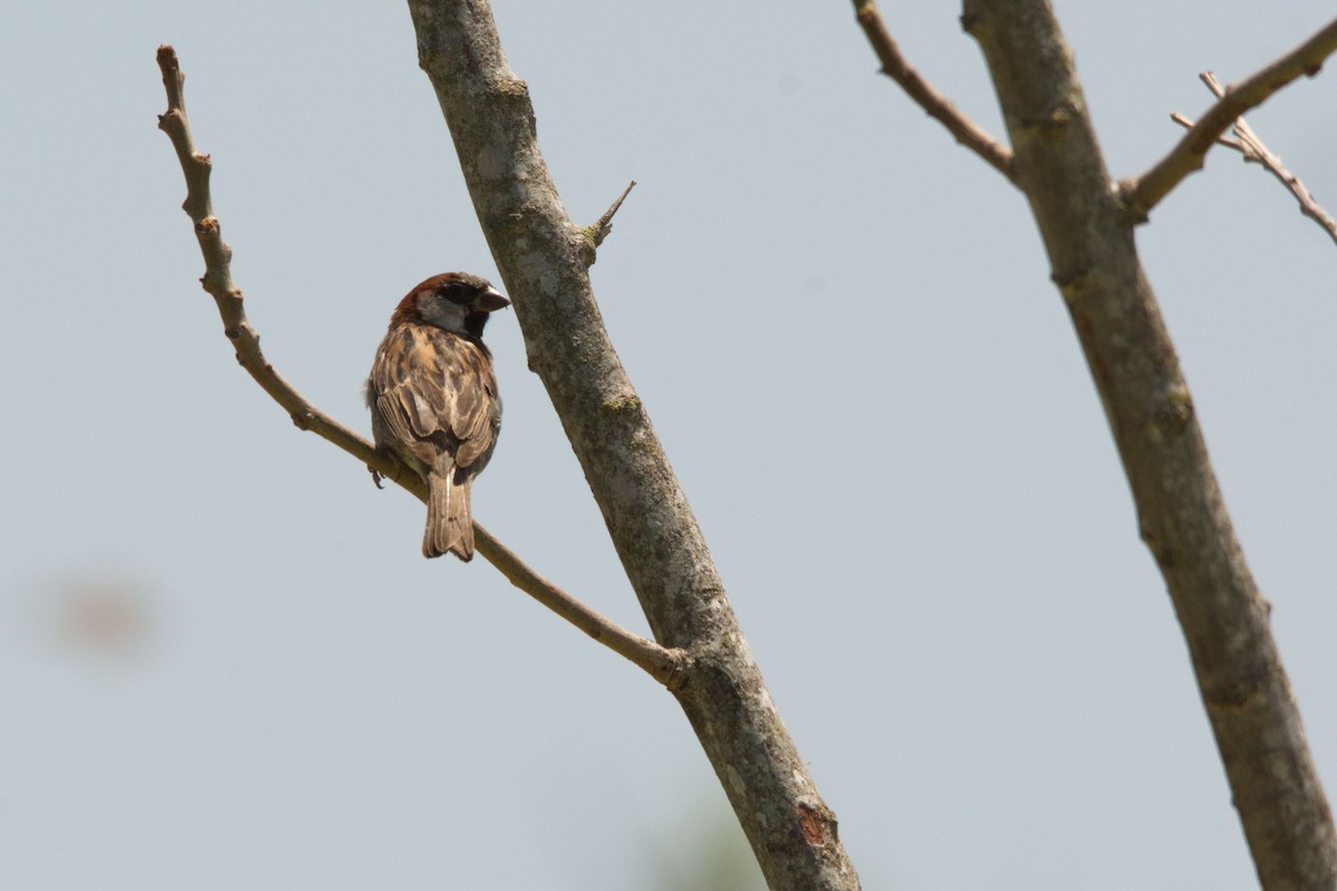 Moineau domestique - ML200389721