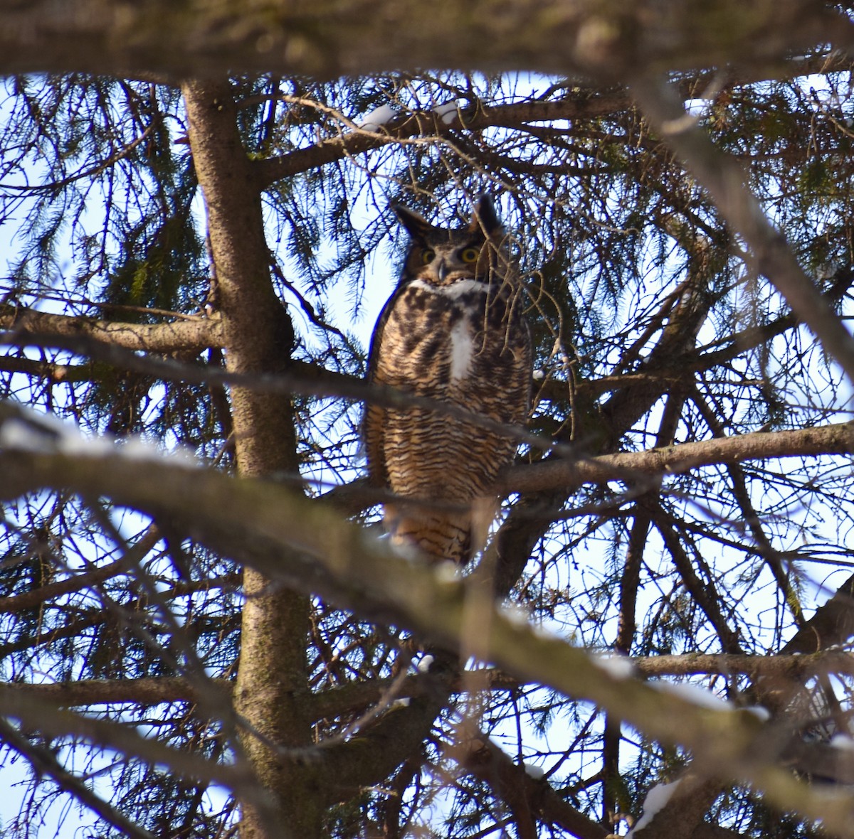 Great Horned Owl - Stuart Malcolm